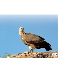 گونه کرکس Eurasian Griffon Vulture